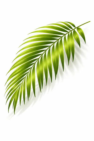 Single Vibrant Green Palm Leaf Isolated On White
