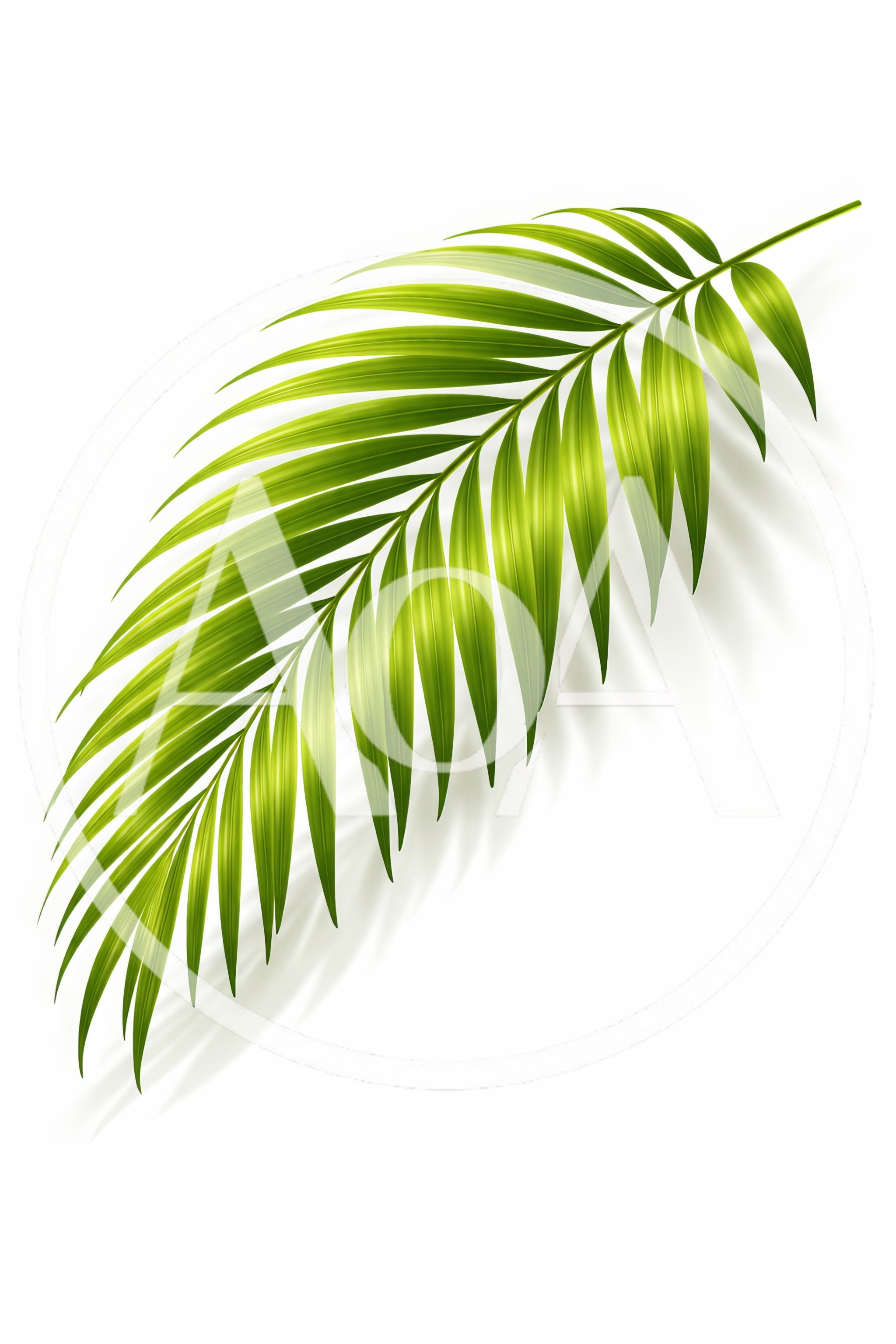 Single Vibrant Green Palm Leaf Isolated On White