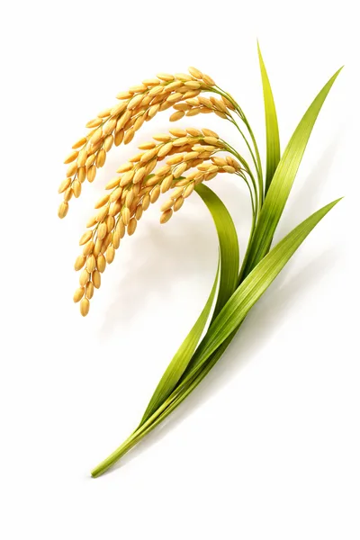 Golden Rice Stalks With Green Leaves