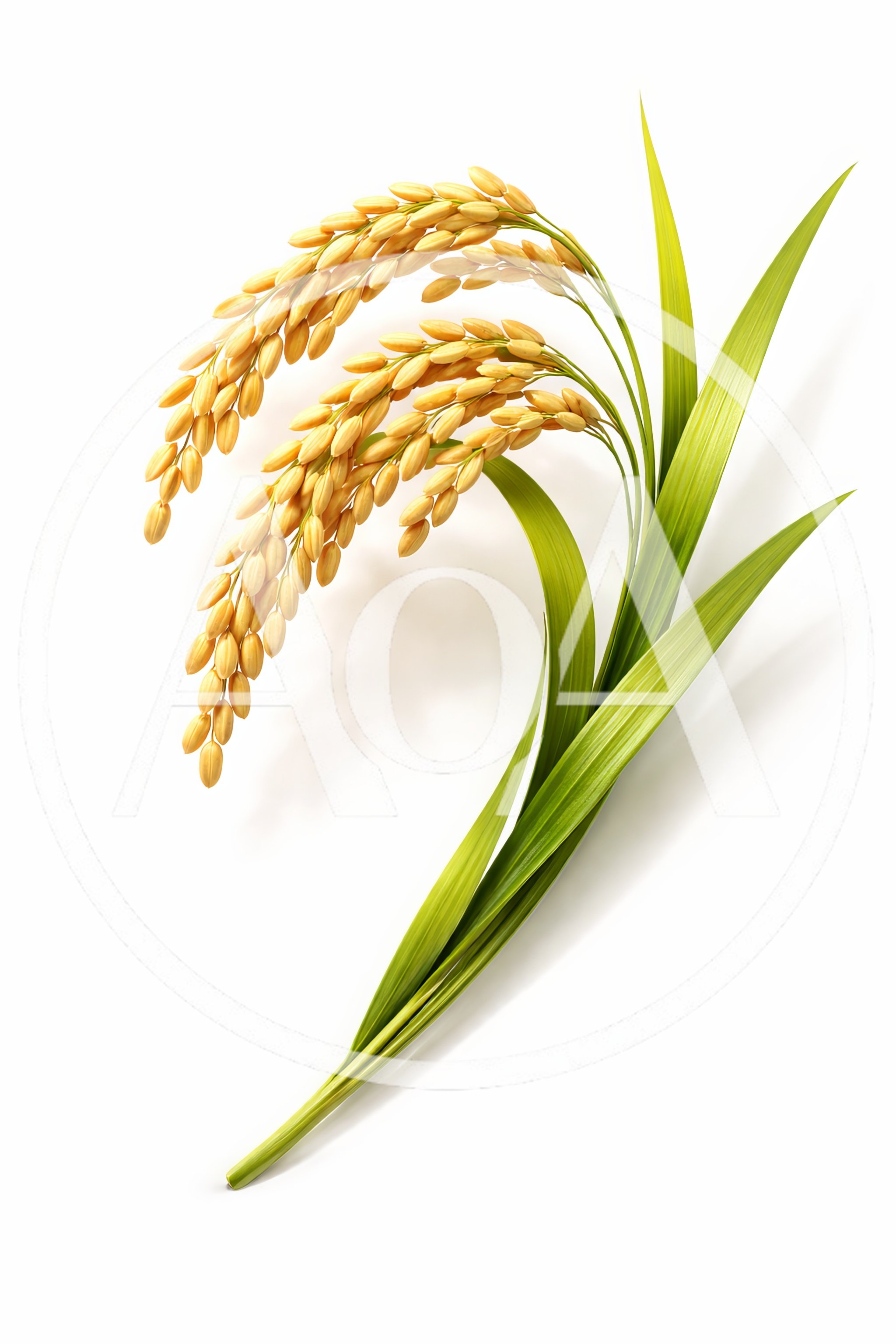 Golden Rice Stalks With Green Leaves