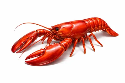 Whole Cooked Red Lobster Isolated On White Background