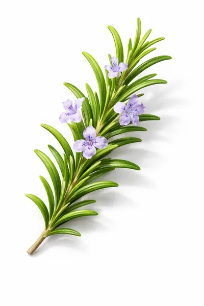 Fresh Rosemary Sprig With Purple Flowers