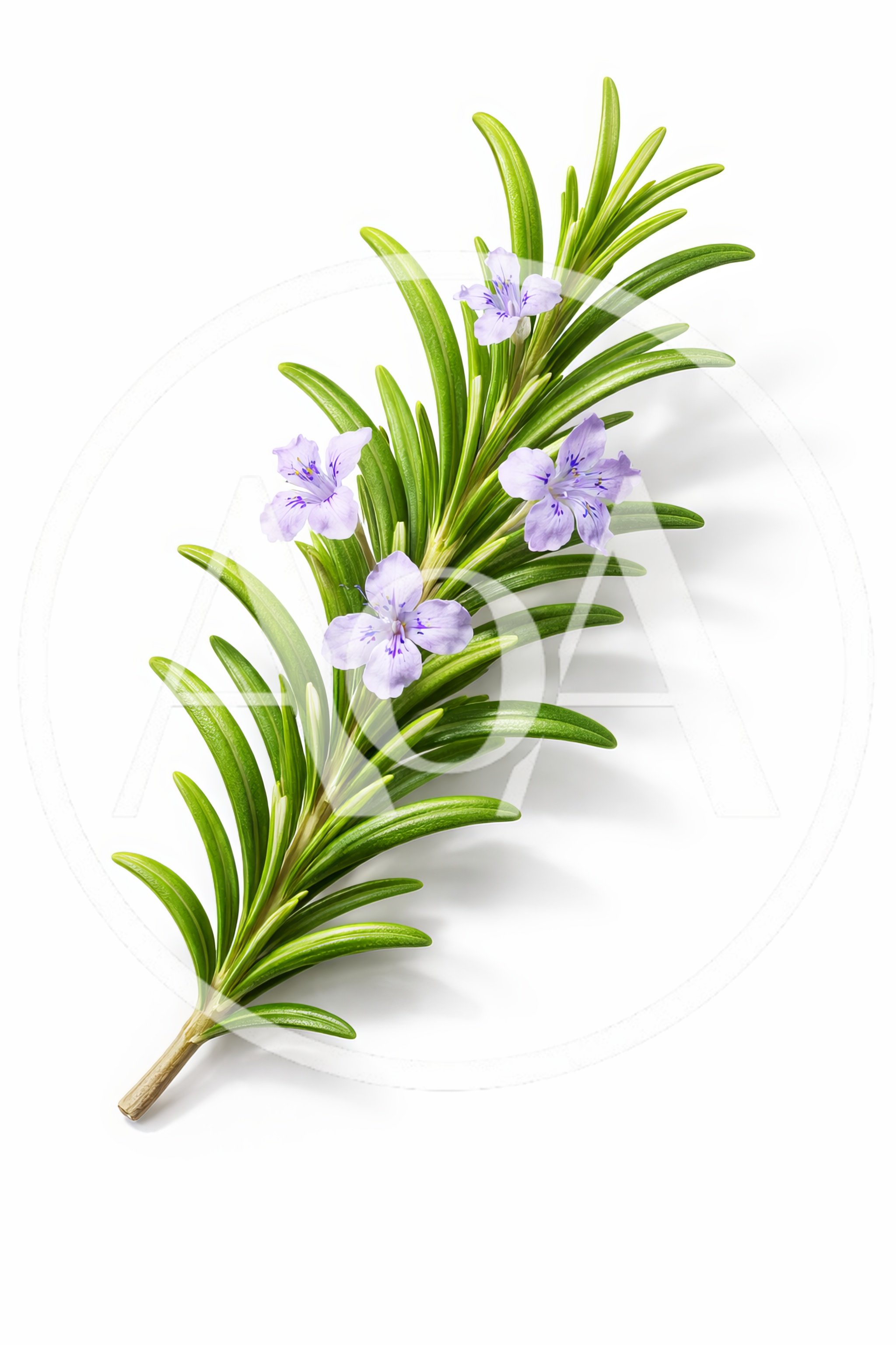 Fresh Rosemary Sprig With Purple Flowers