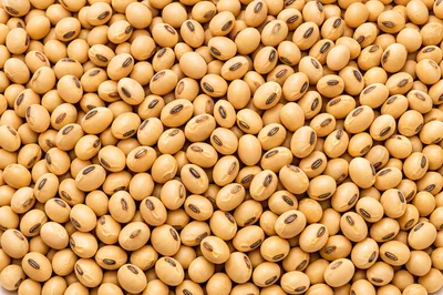 Top View Of Dried Organic Soybeans Background
