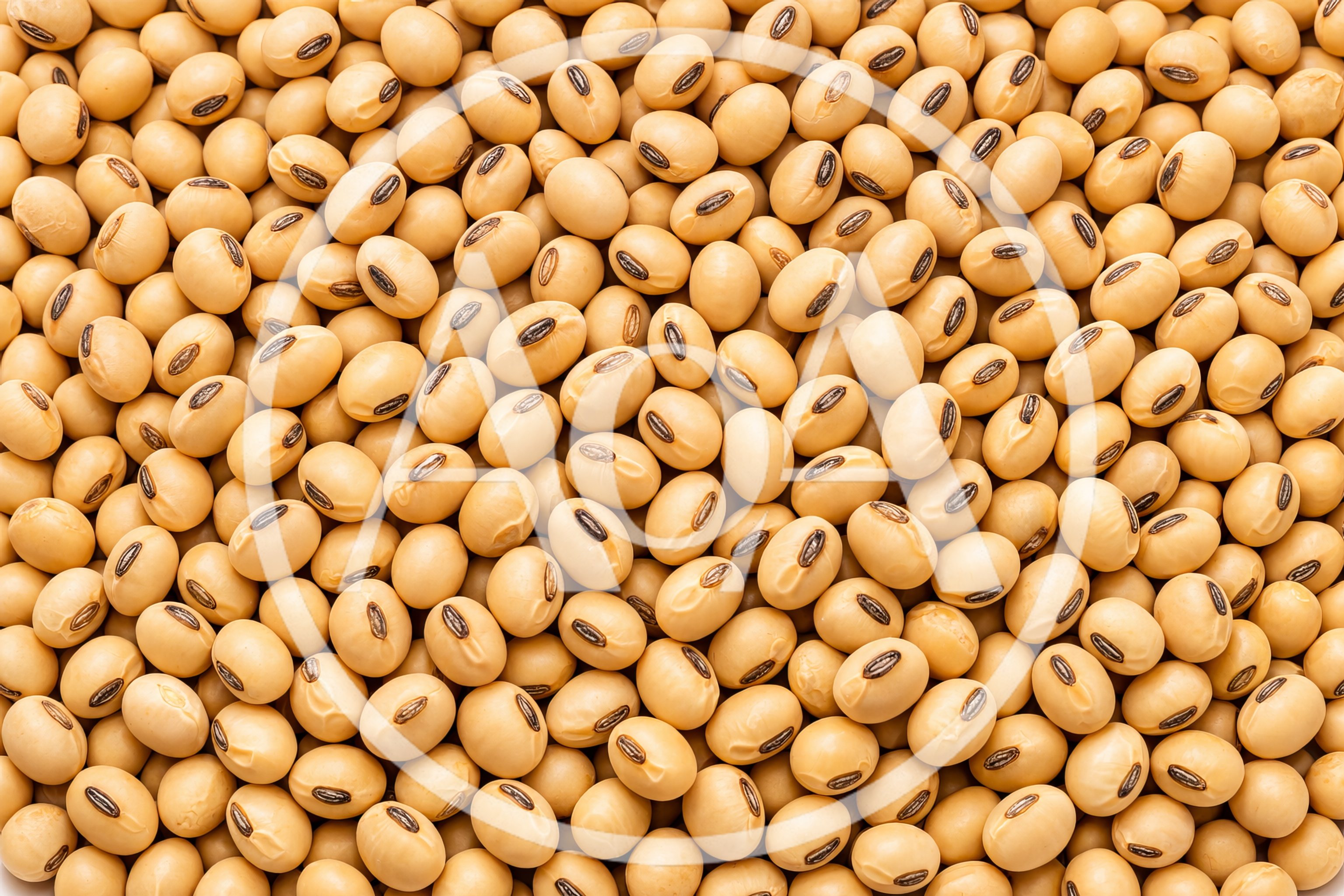 Top View Of Dried Organic Soybeans Background