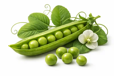 Fresh Green Peas in Pod with Leaves and Flower
