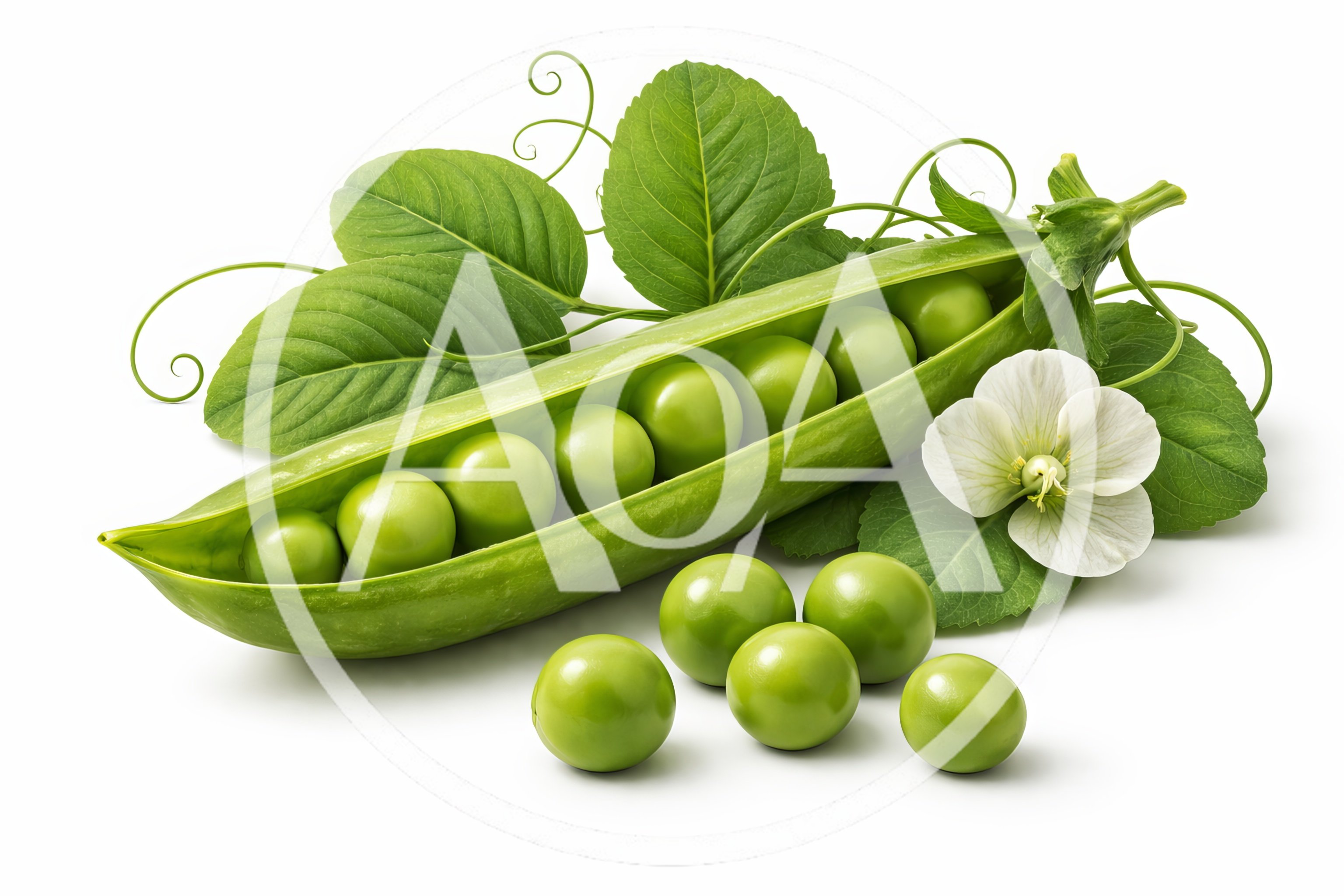 Fresh Green Peas in Pod with Leaves and Flower