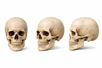Three Human Skulls In Different Angles