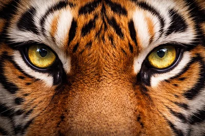 Extreme Close Up Of A Tiger Face