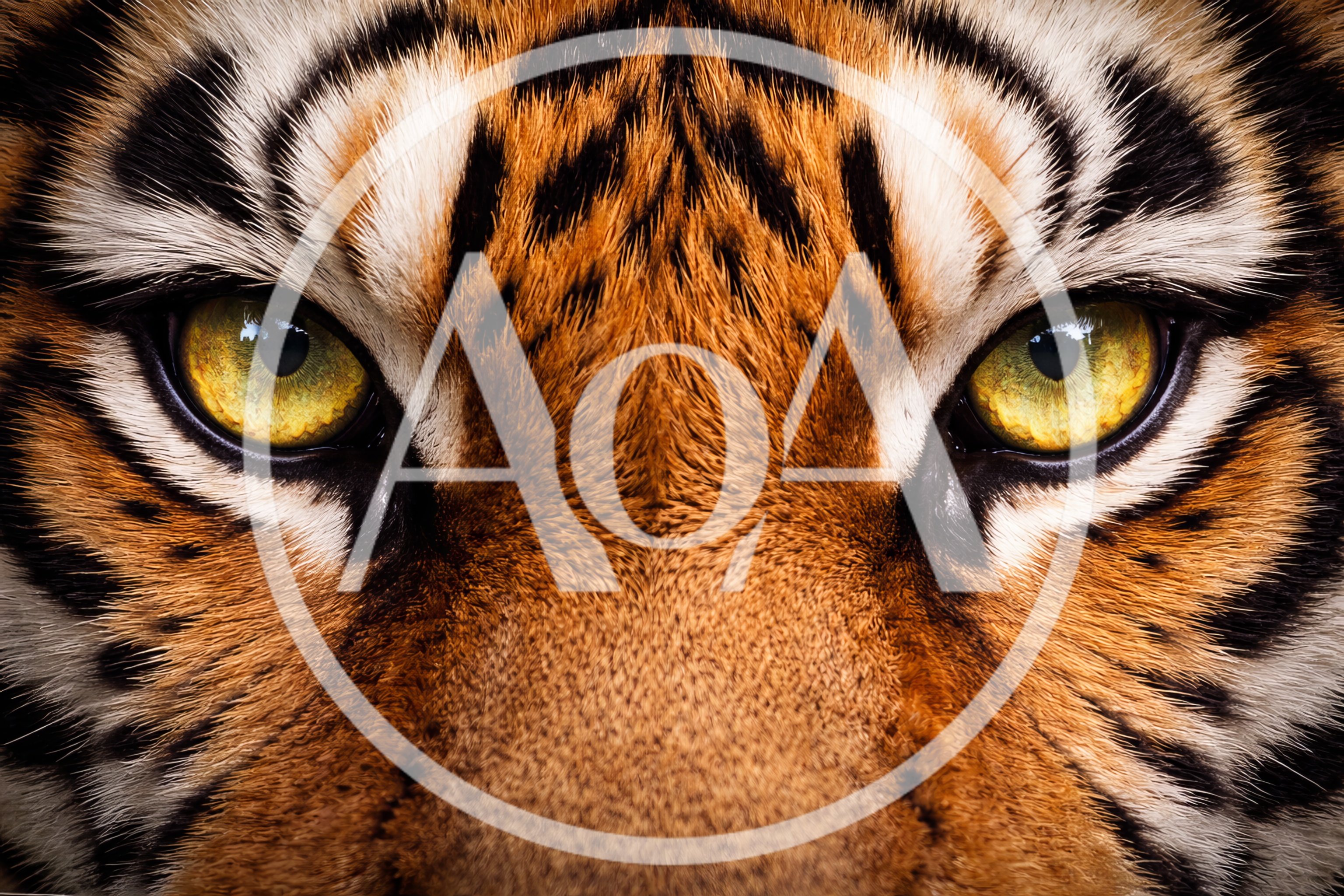 Extreme Close Up Of A Tiger Face