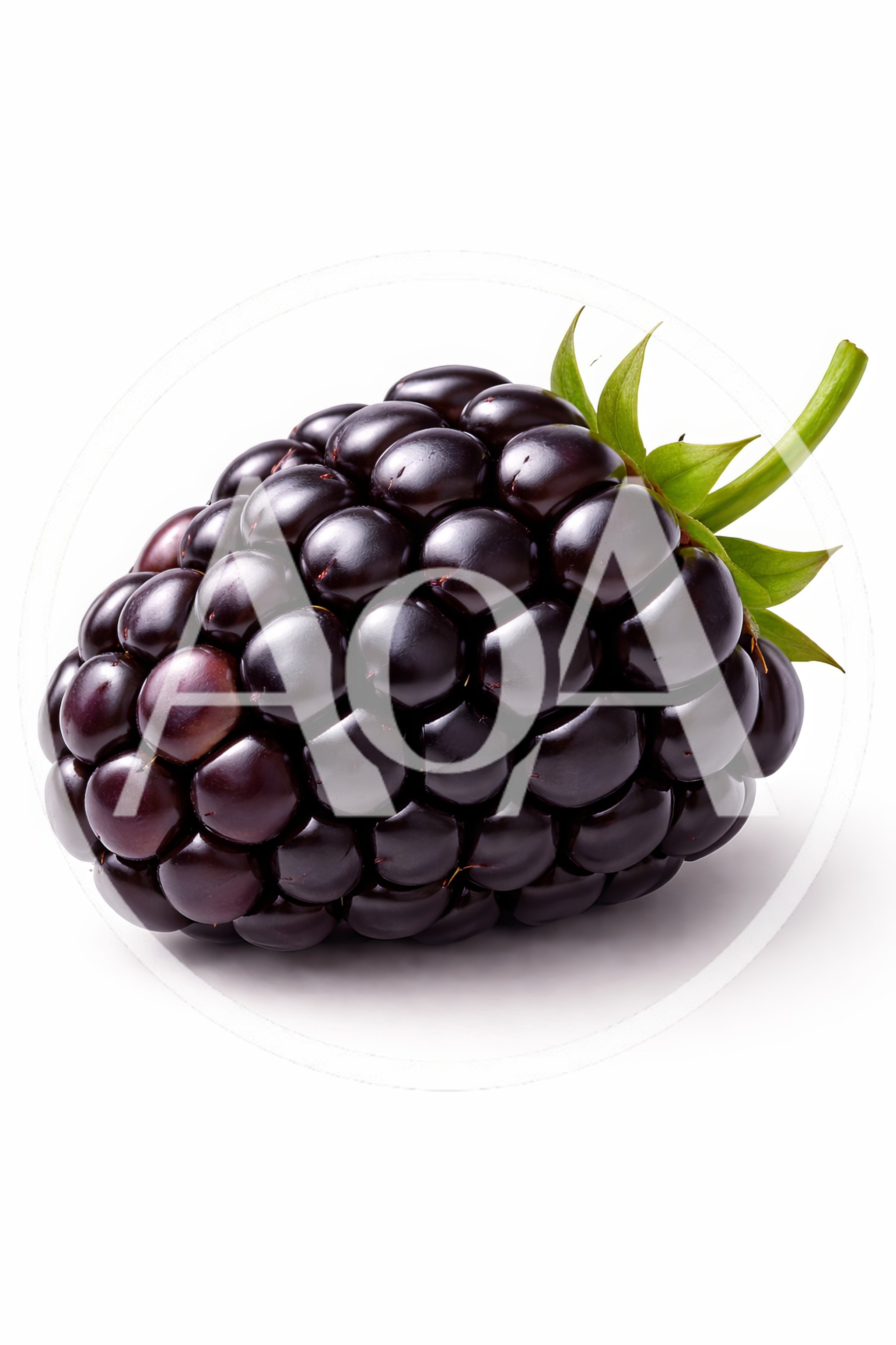 Single Fresh Ripe Blackberry Isolated On White Background