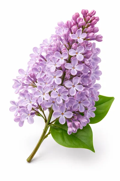 Fresh Purple Lilac Flower Cluster With Green Leaves