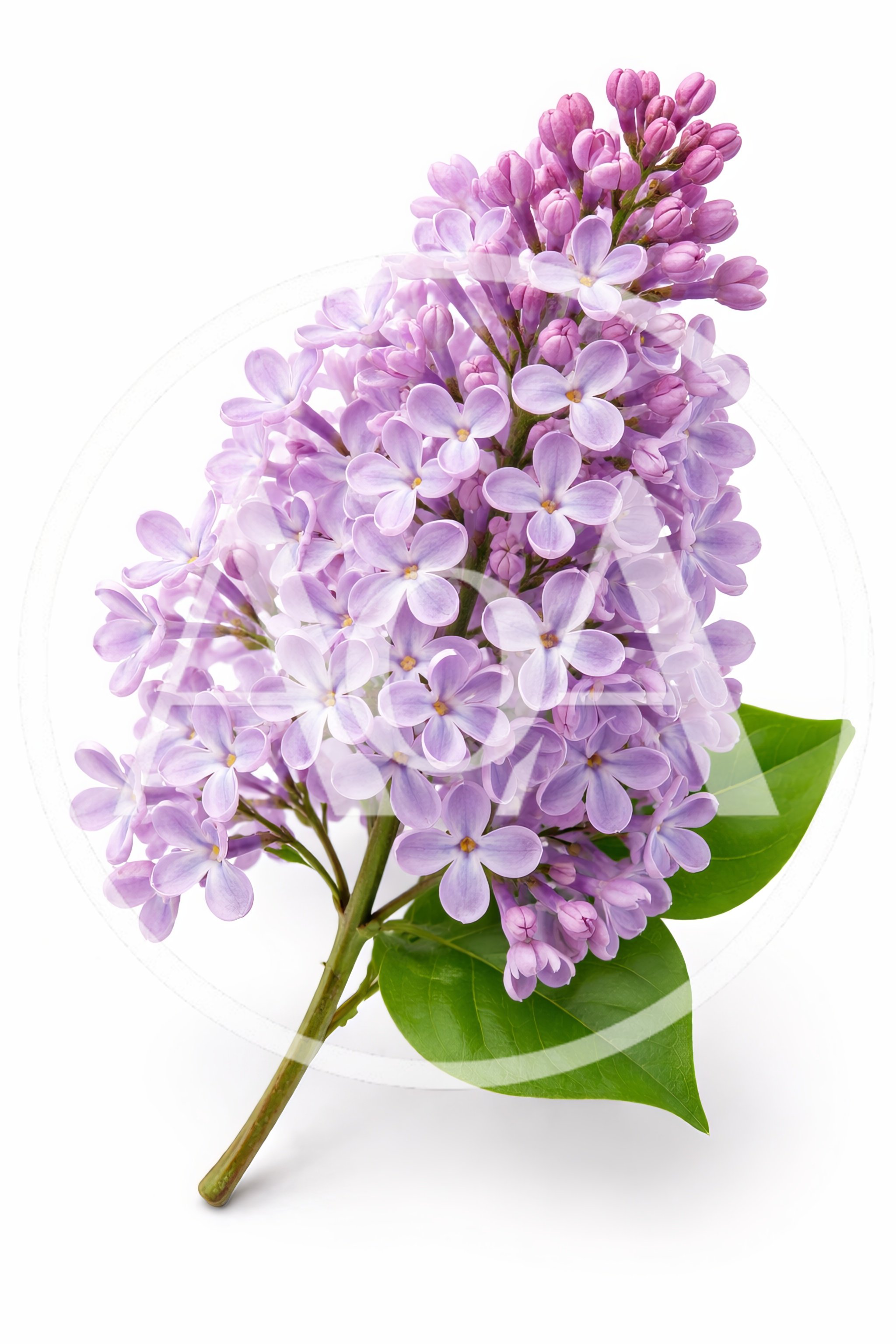 Fresh Purple Lilac Flower Cluster With Green Leaves