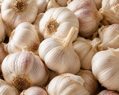 Fresh Organic Garlic Bulbs Close Up