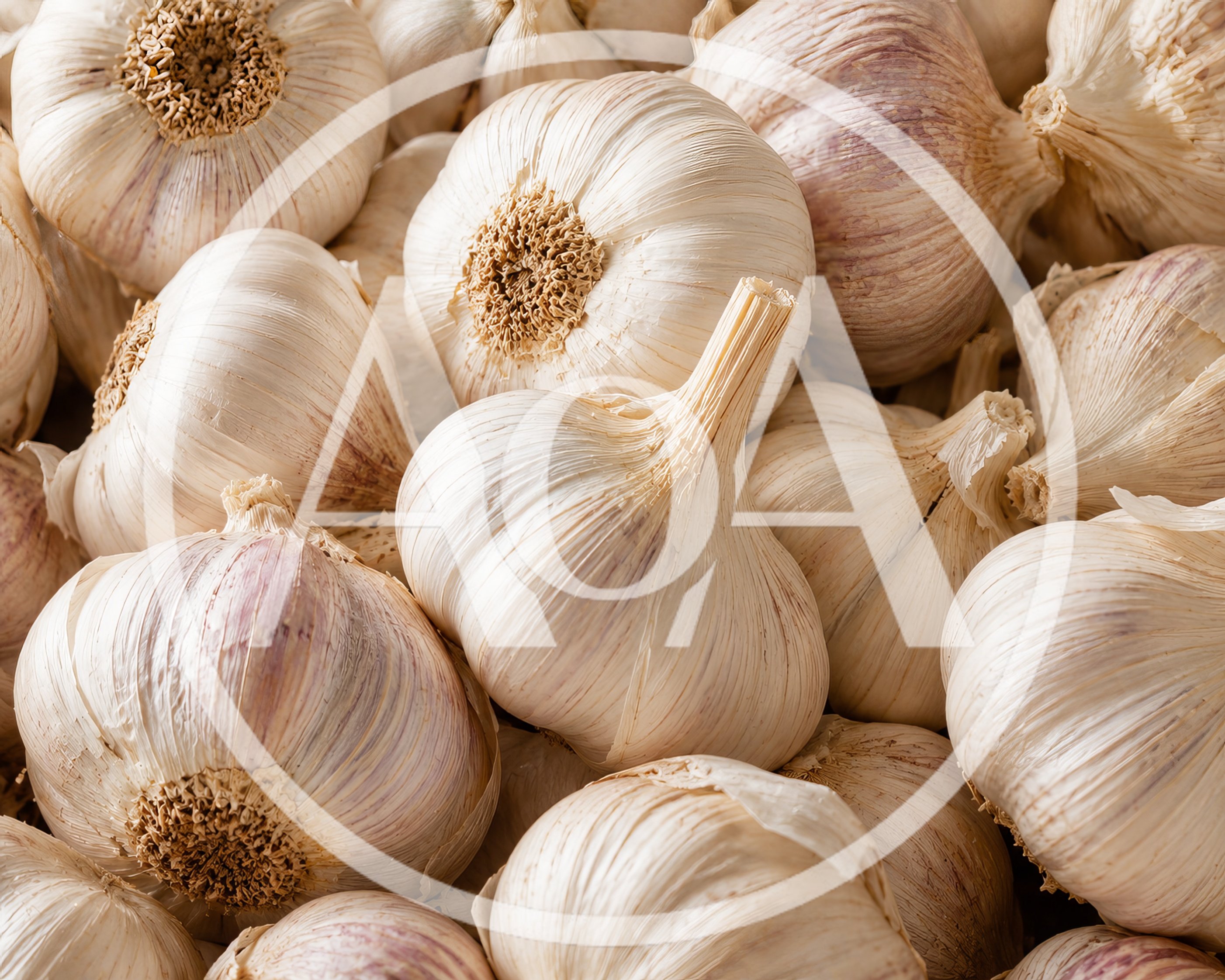 Fresh Organic Garlic Bulbs Close Up