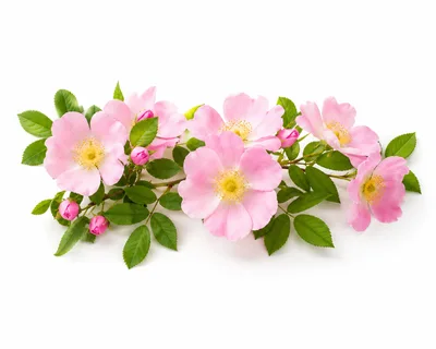 Pink Wild Rose Flowers on Branch
