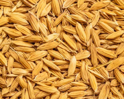 Close Up Of Raw Golden Rice Grains