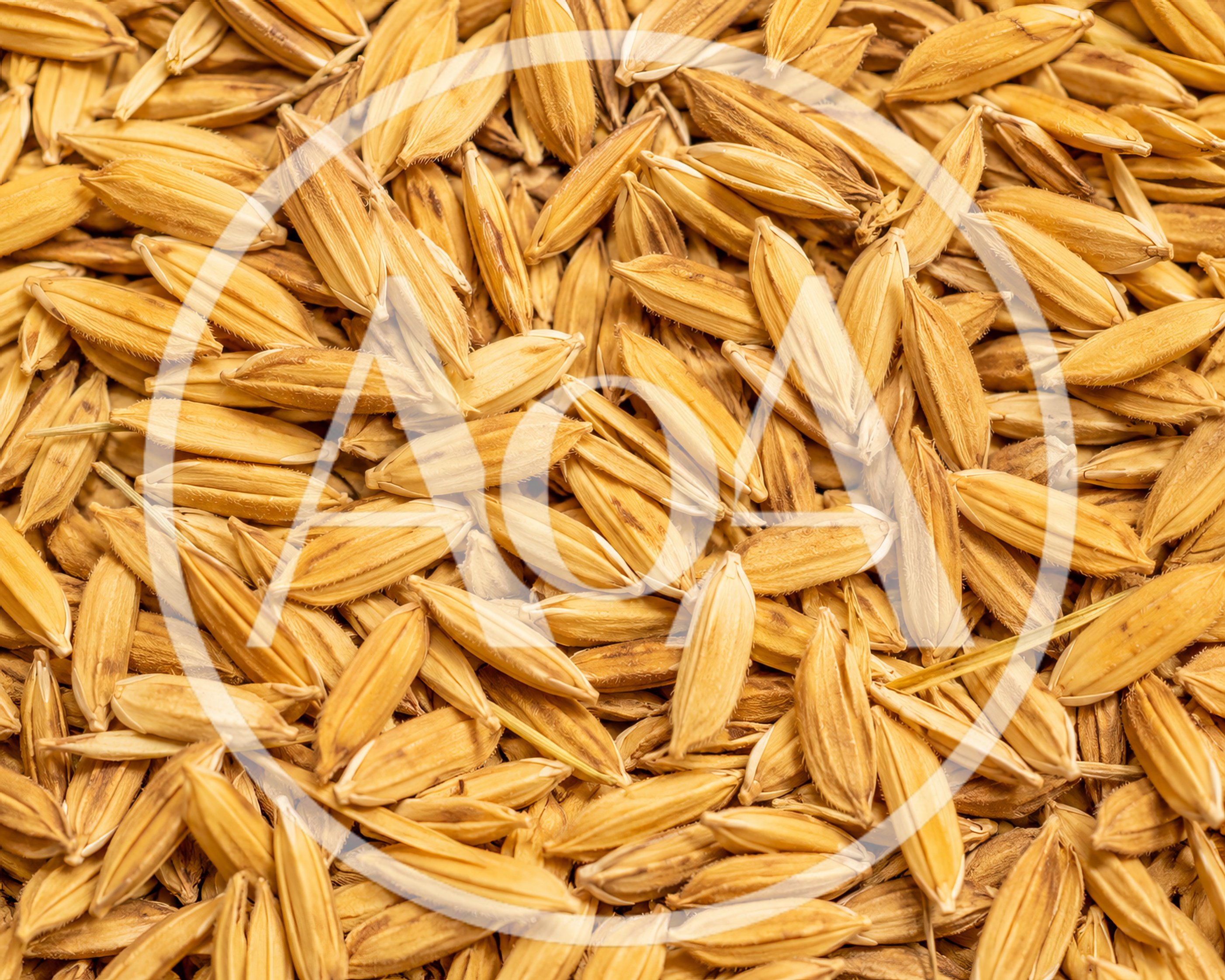 Close Up Of Raw Golden Rice Grains