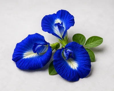 Three Vibrant Blue Butterfly Pea Flowers With Green Leaves