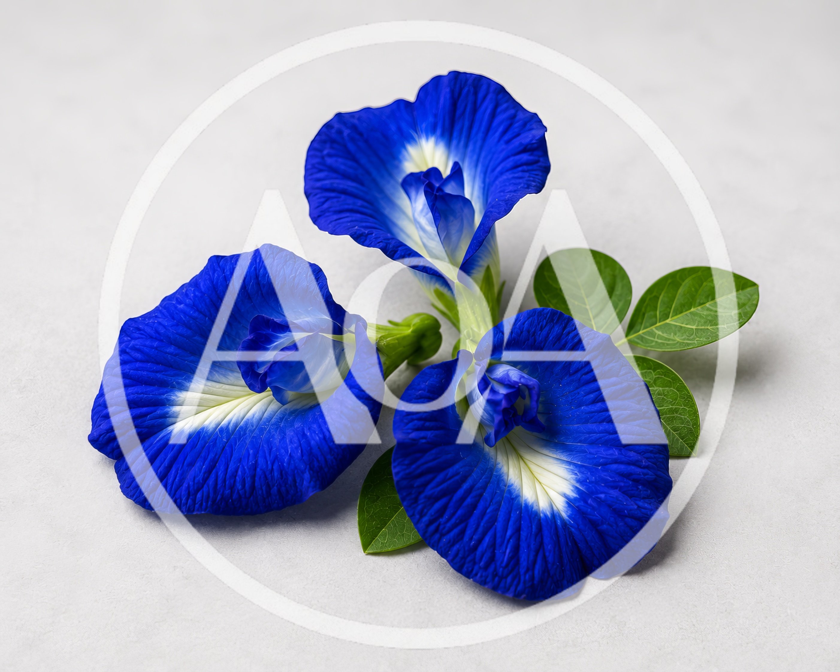Three Vibrant Blue Butterfly Pea Flowers With Green Leaves