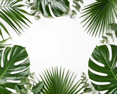 Tropical Palm and Monstera Leaves Frame