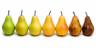 Seven Pears Showing Stages Of Ripening Process