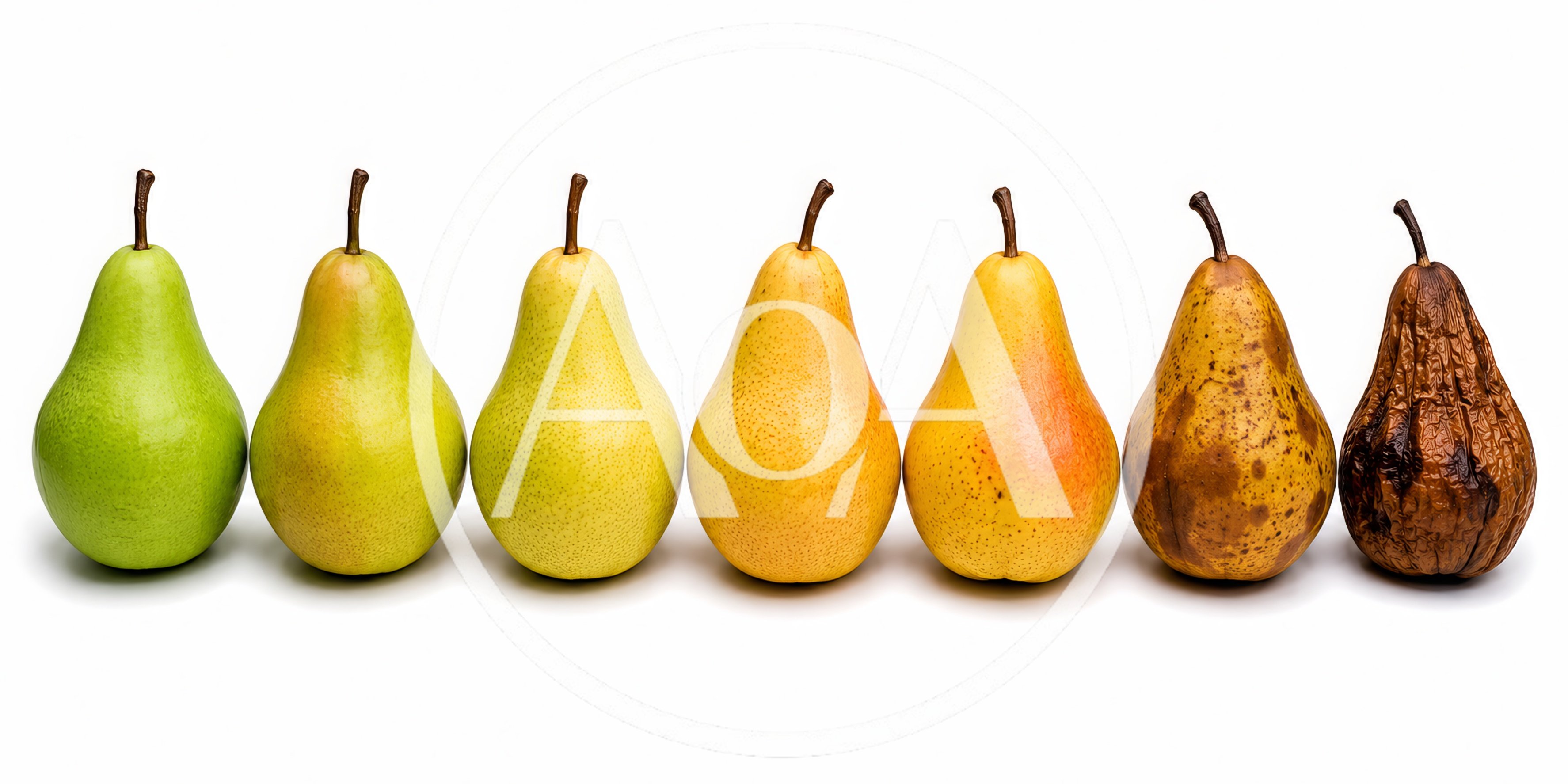 Seven Pears Showing Stages Of Ripening Process