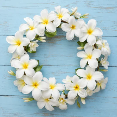 Plumeria Flower Wreath on Blue Wooden Background