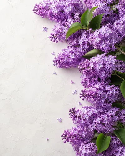 Fresh Purple Lilac Flowers On Textured White Background