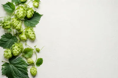 Fresh Green Hop Cones on White Textured Background