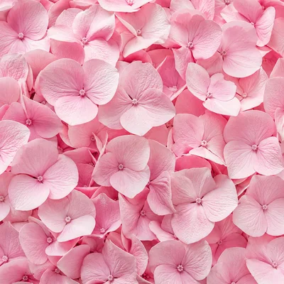 Close Up Of Vibrant Pink Hydrangea Flower Petals
