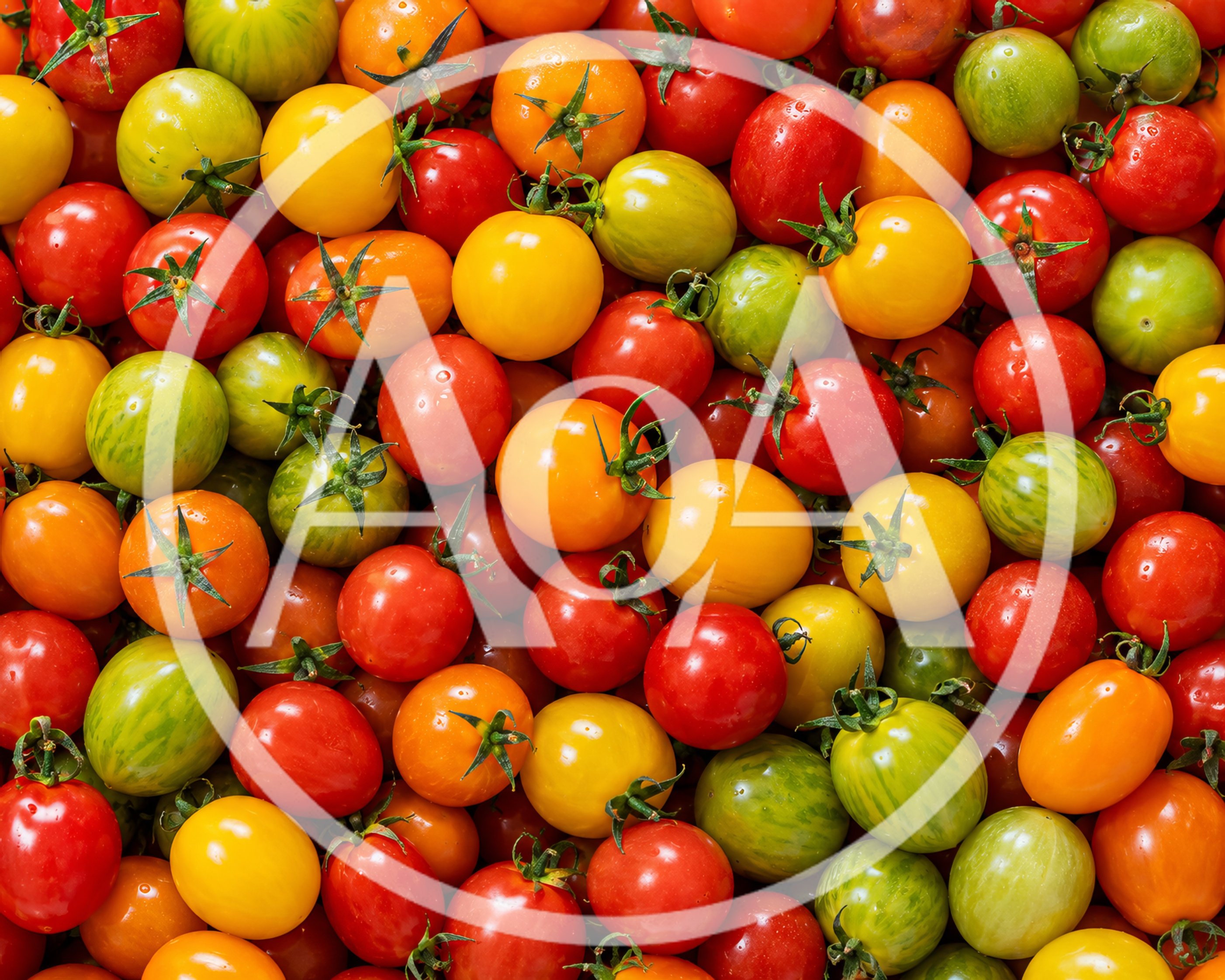 Fresh Assorted Heirloom Cherry Tomatoes Background