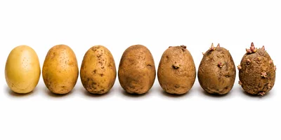 Seven Potatoes Showing Stages Of Sprouting And Decay