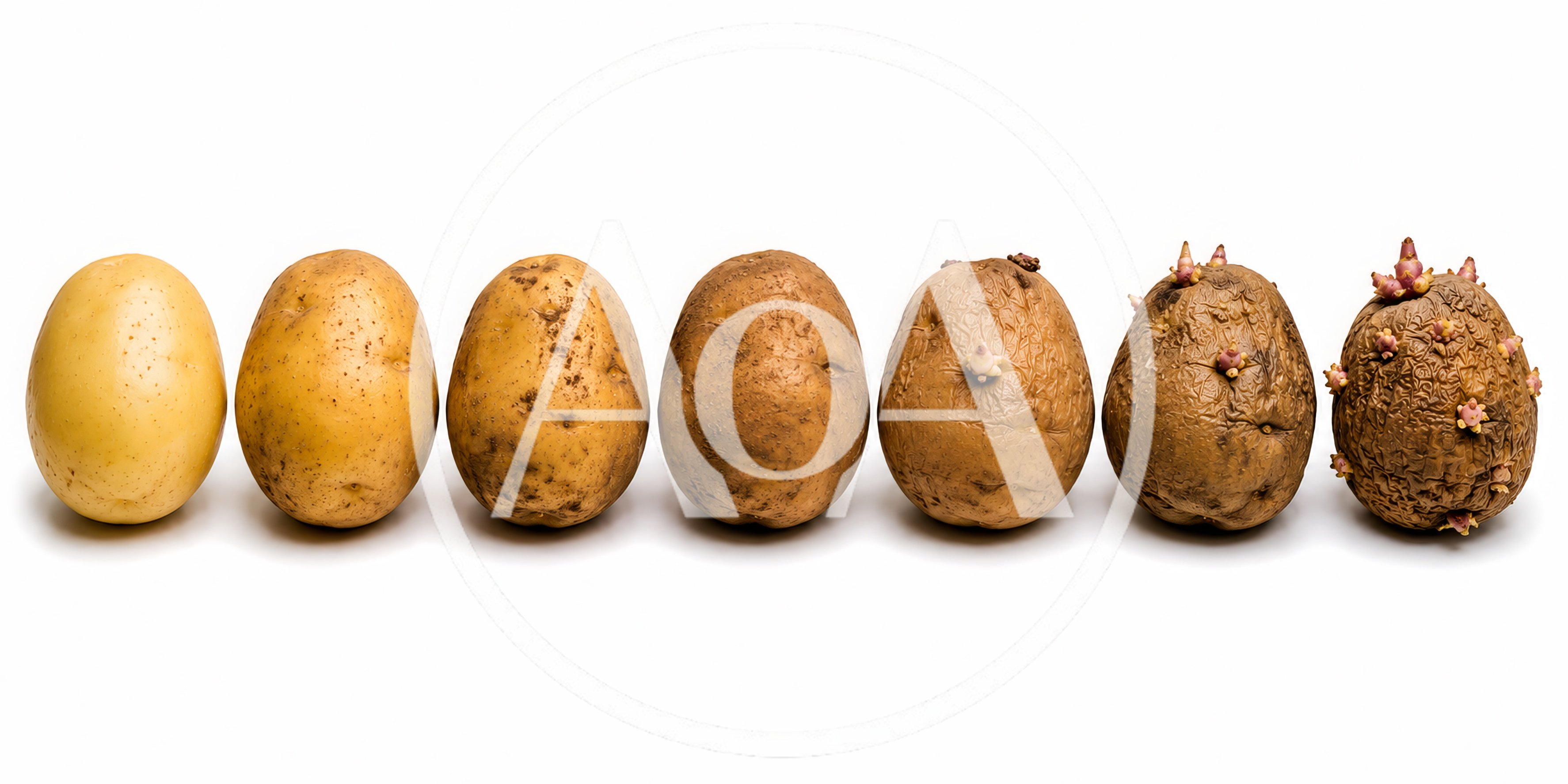 Seven Potatoes Showing Stages Of Sprouting And Decay