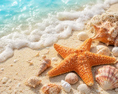Starfish and Seashells on Tropical Beach Sand