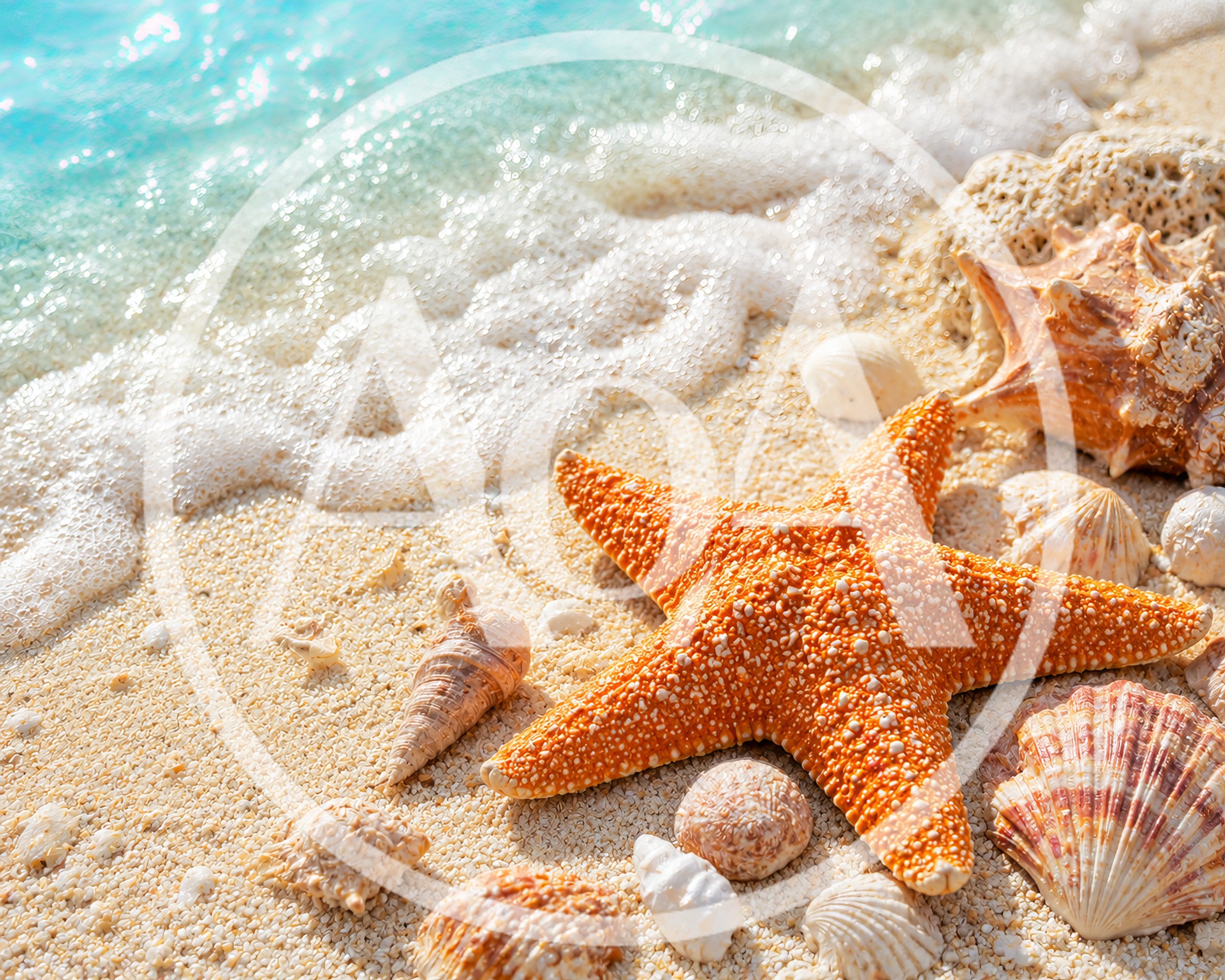 Starfish and Seashells on Tropical Beach Sand