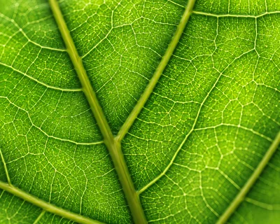 Macro Close Up Of Green Leaf Veins