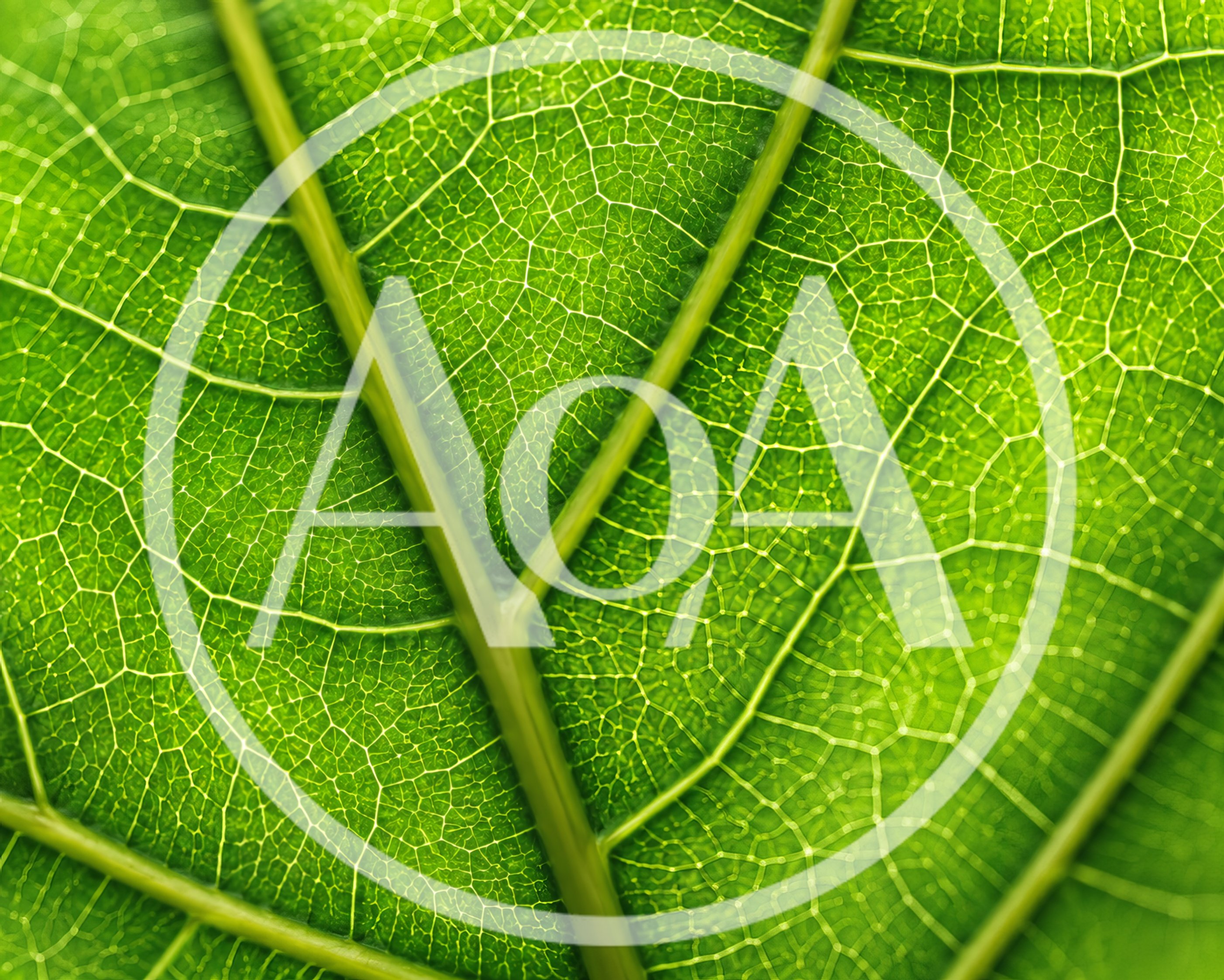 Macro Close Up Of Green Leaf Veins