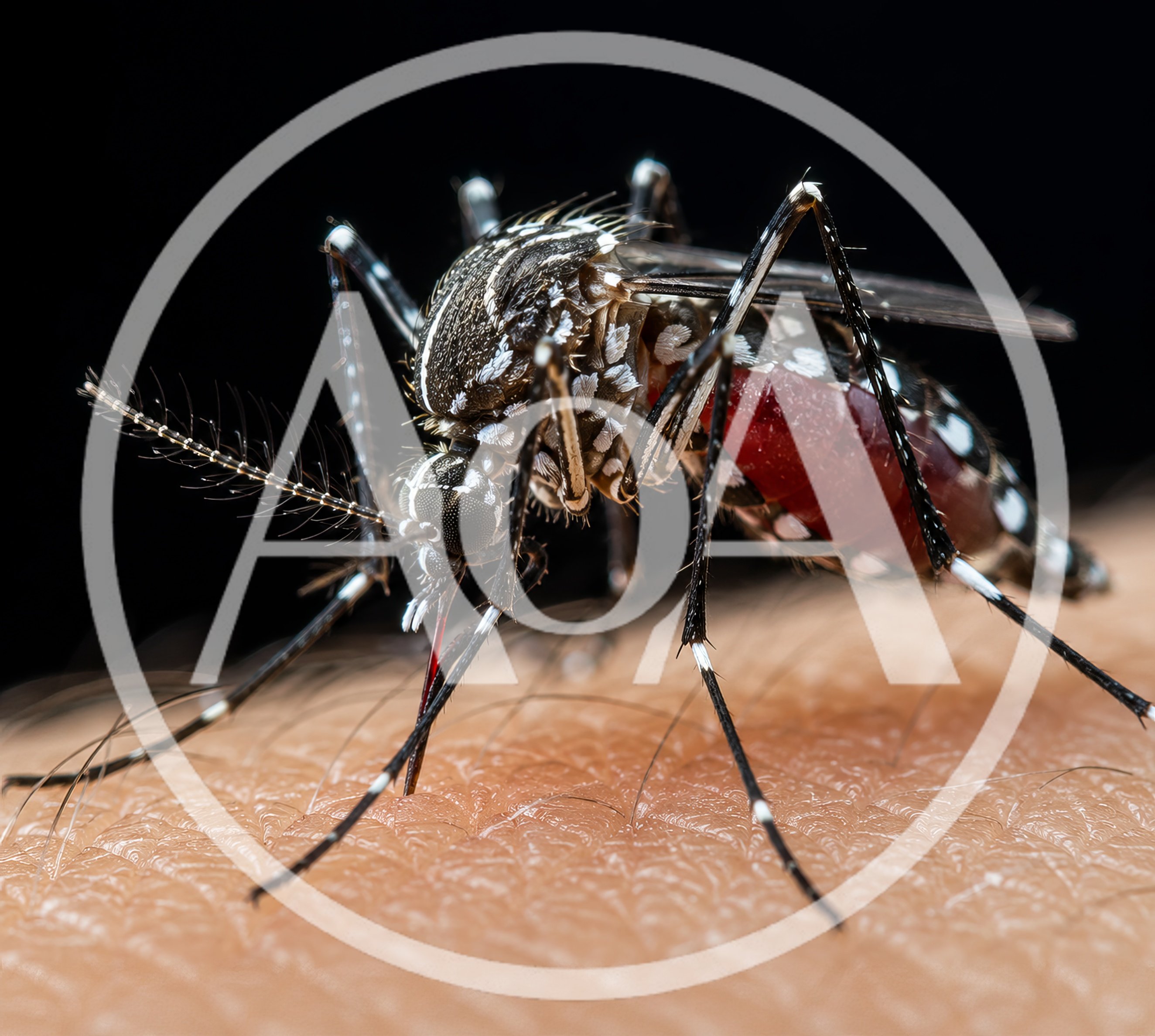 Aedes Aegypti Mosquito Feeding On Human Skin