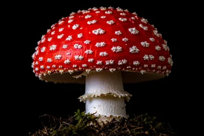 Amanita Muscaria Mushroom Isolated On Black Background