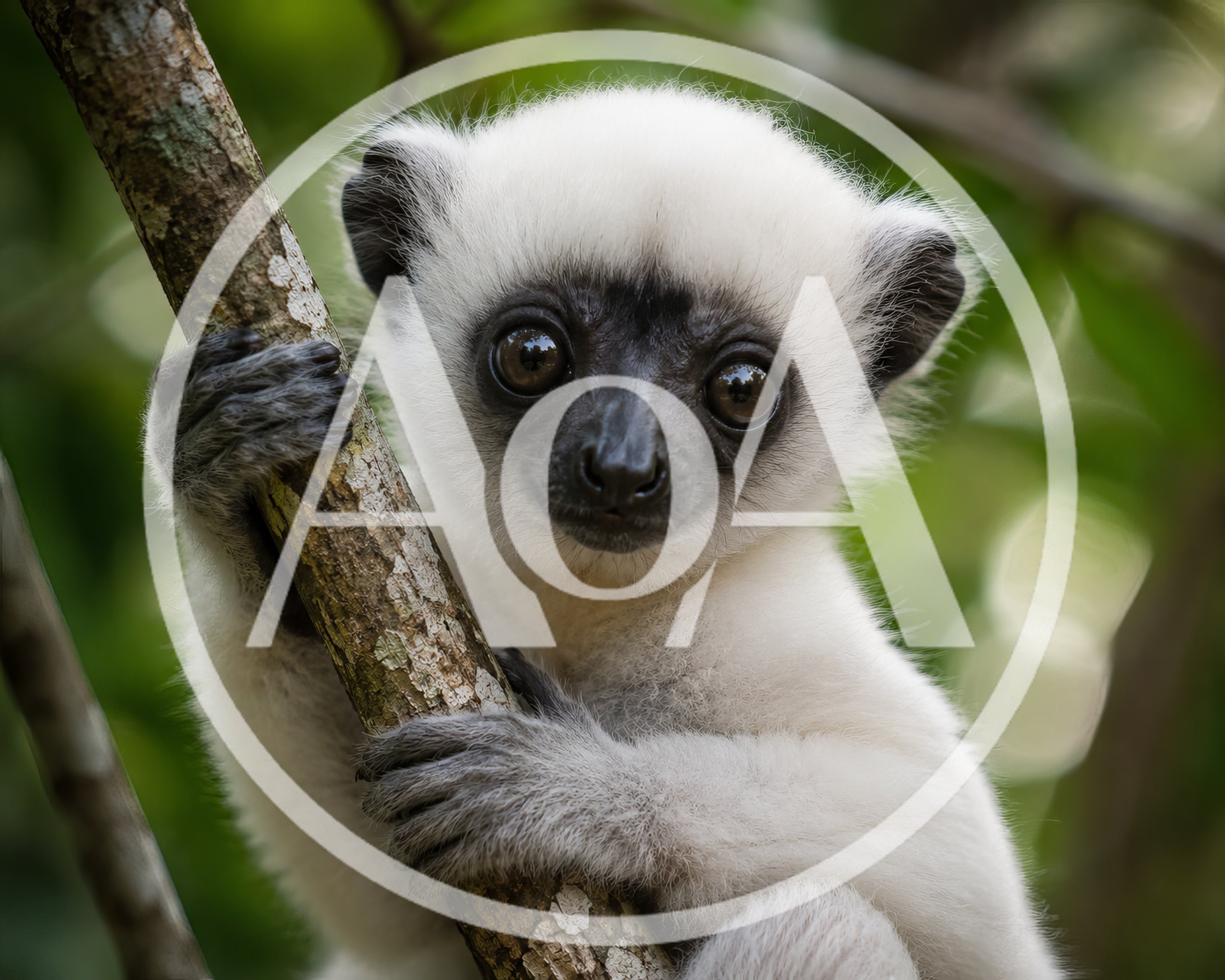 Close Up Portrait Of A Verreaux Sifaka Lemur