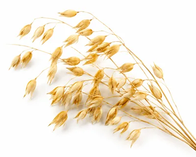 Dried Oat Stalks Isolated On White Background