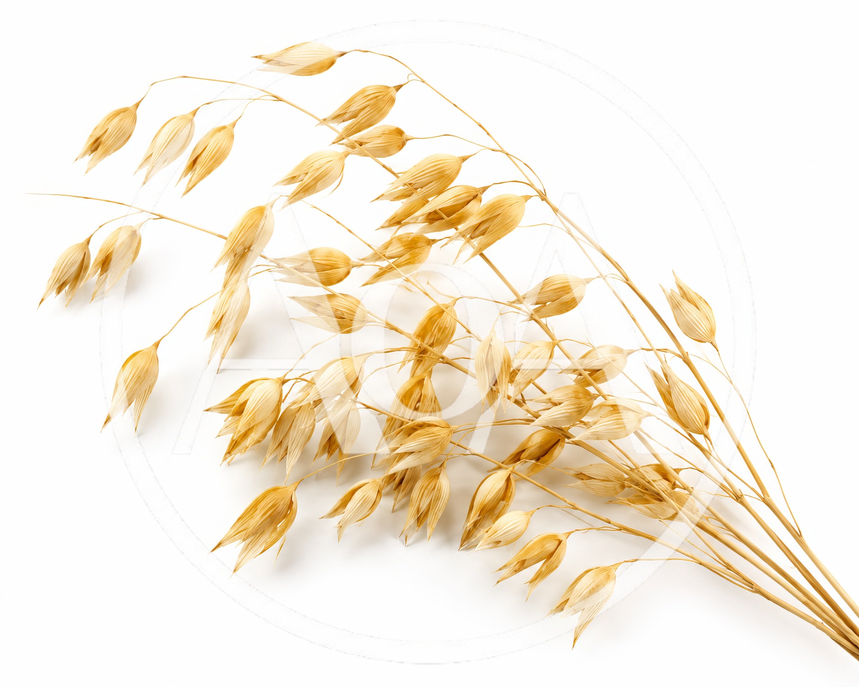 Dried Oat Stalks Isolated On White Background