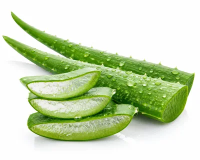 Fresh Aloe Vera Leaves and Slices