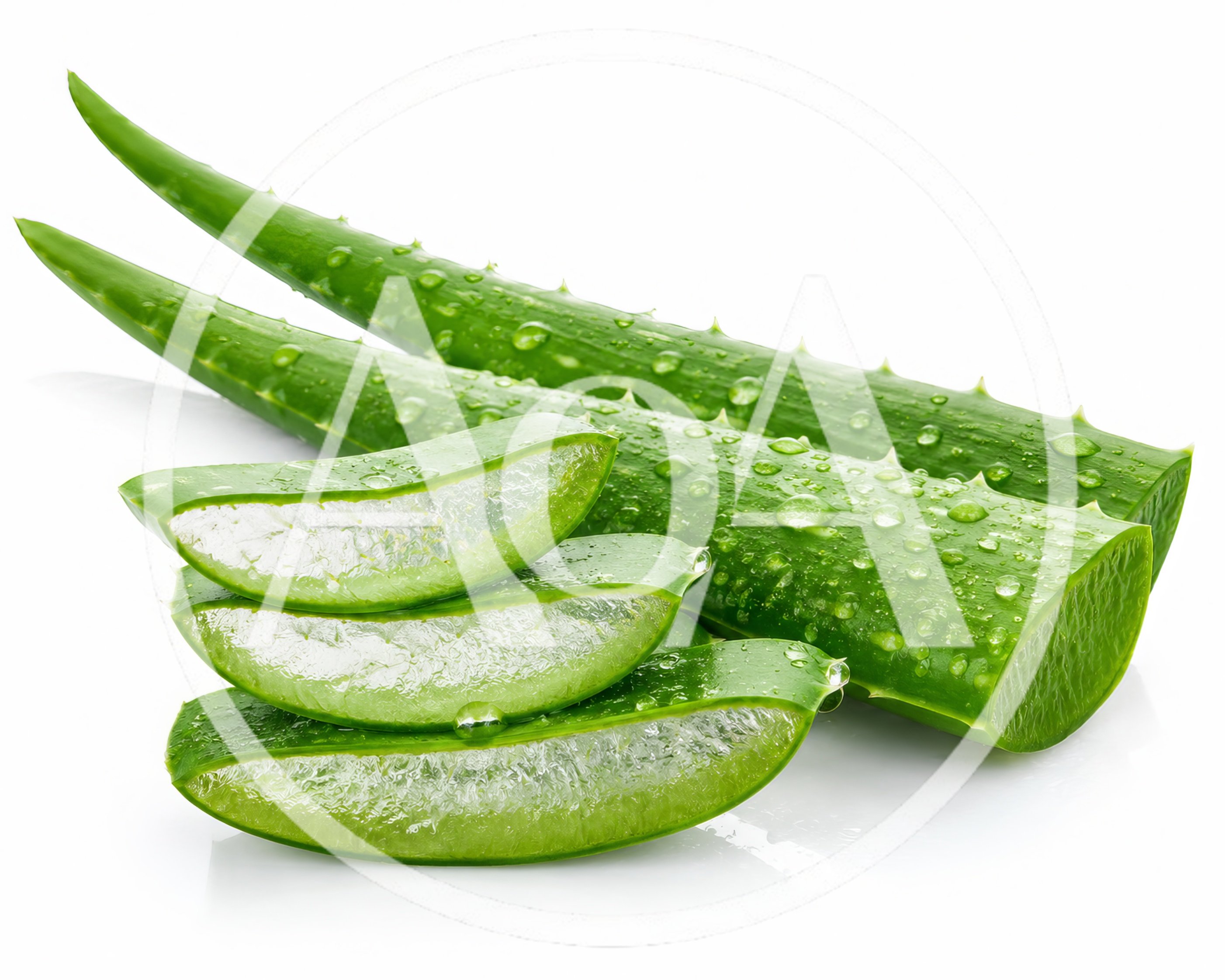 Fresh Aloe Vera Leaves and Slices