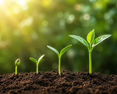 Four Stages Of Plant Growth In Soil