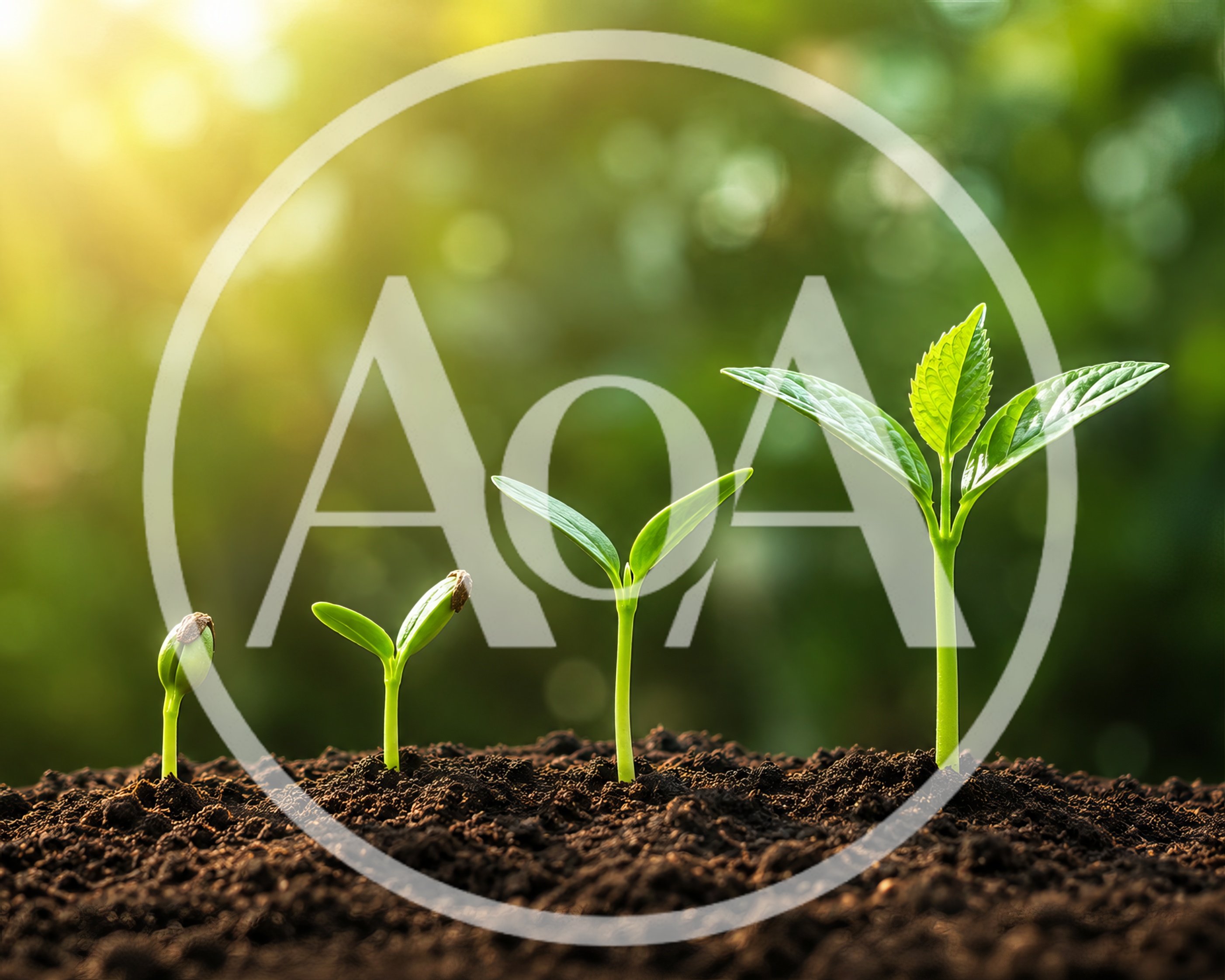 Four Stages Of Plant Growth In Soil