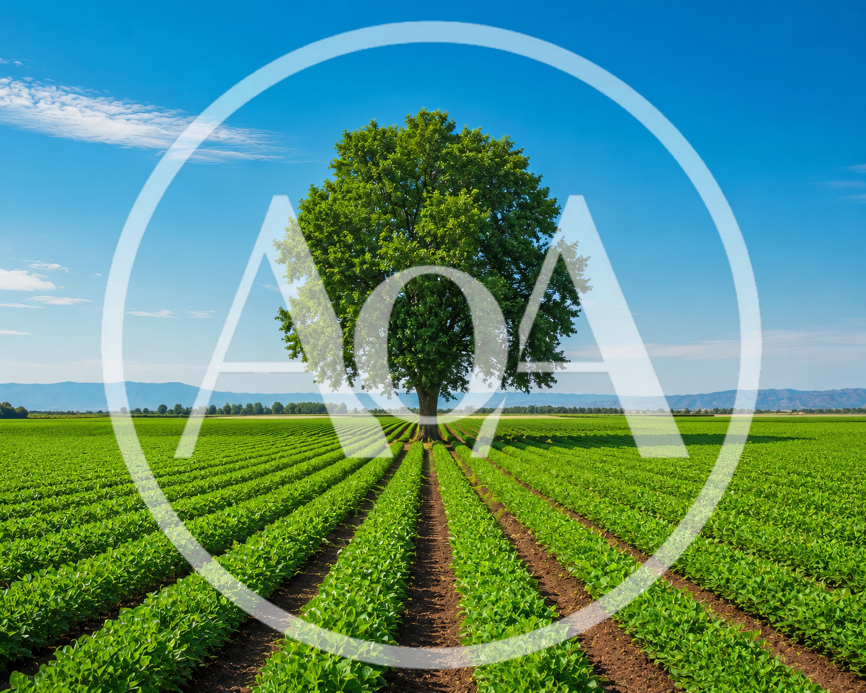 Solitary Green Tree In A Vast Agricultural Field