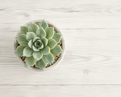 Top View Of A Succulent Plant In A Concrete Pot