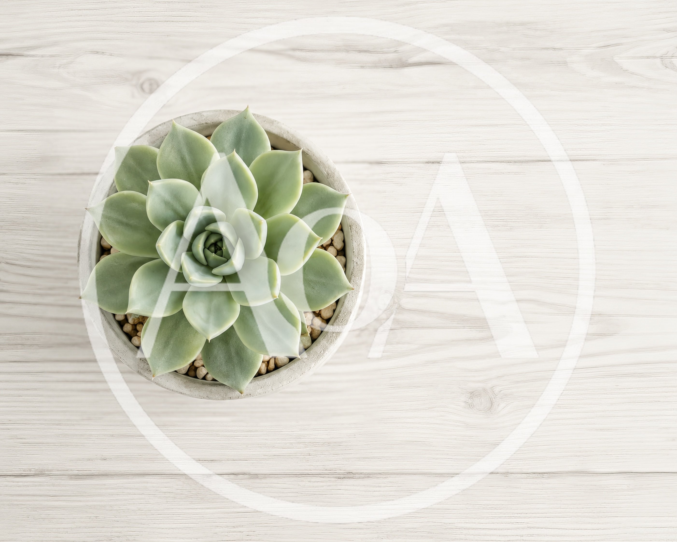 Top View Of A Succulent Plant In A Concrete Pot